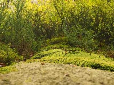 AI 驱动的代码生成器